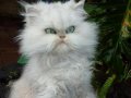 amazingfunnyanimalscreatureswhiteangrycat.jpg